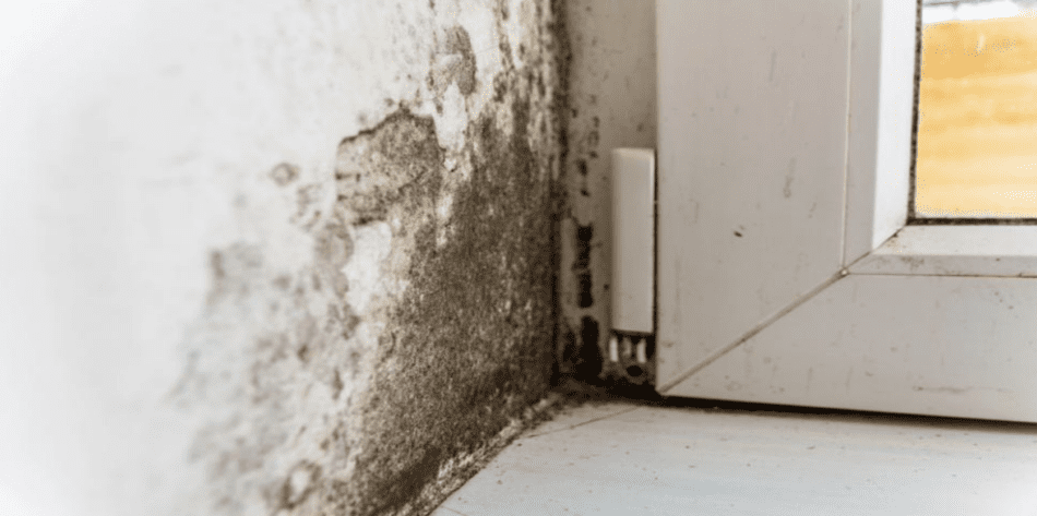 How Insulation Helps Prevent Condensation and Mold